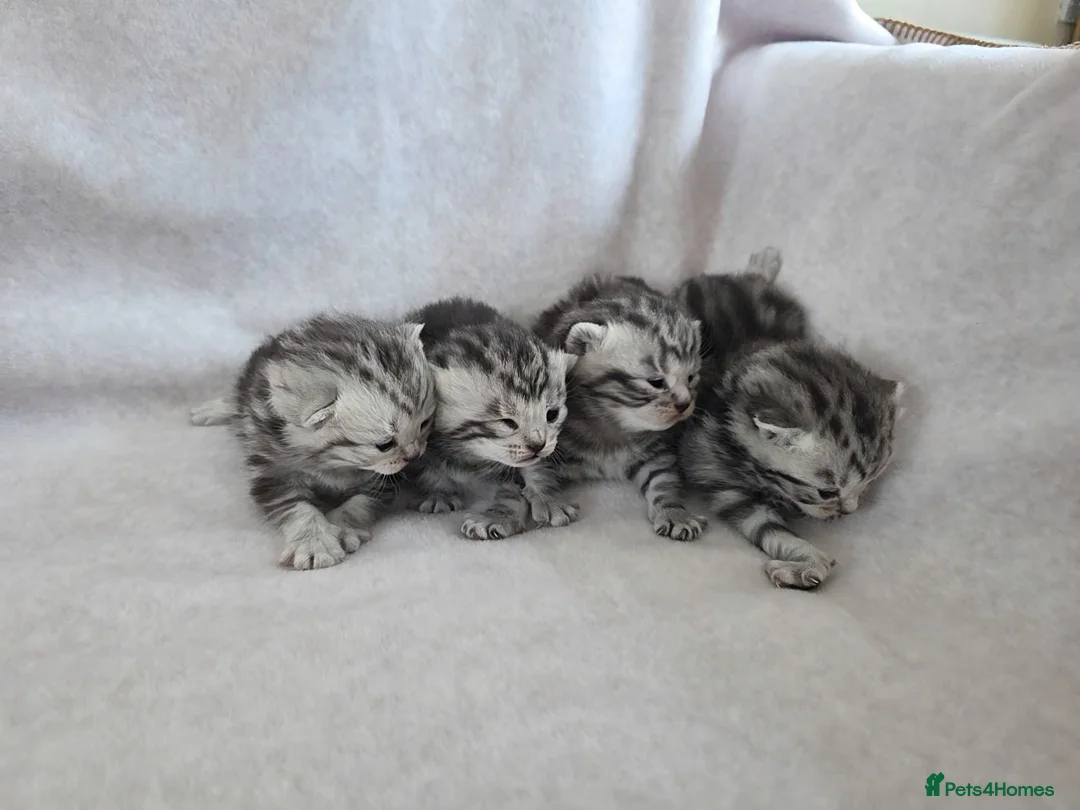 British Shorthair cats for sale: Original BSH Silver Tabby kittens  - Advert 30