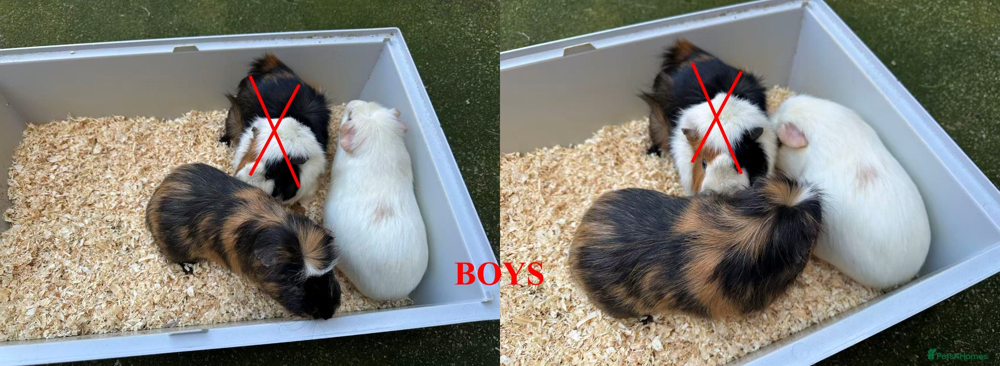 Guinea Pig rodents Guinea Pigs (Boys & Girls) - Advert 1