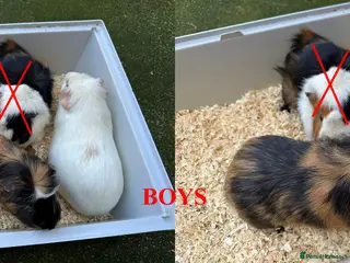 Guinea Pig rodents Guinea Pigs (Boys & Girls) - Advert 1