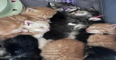 Maine Coon cats - Advert 3