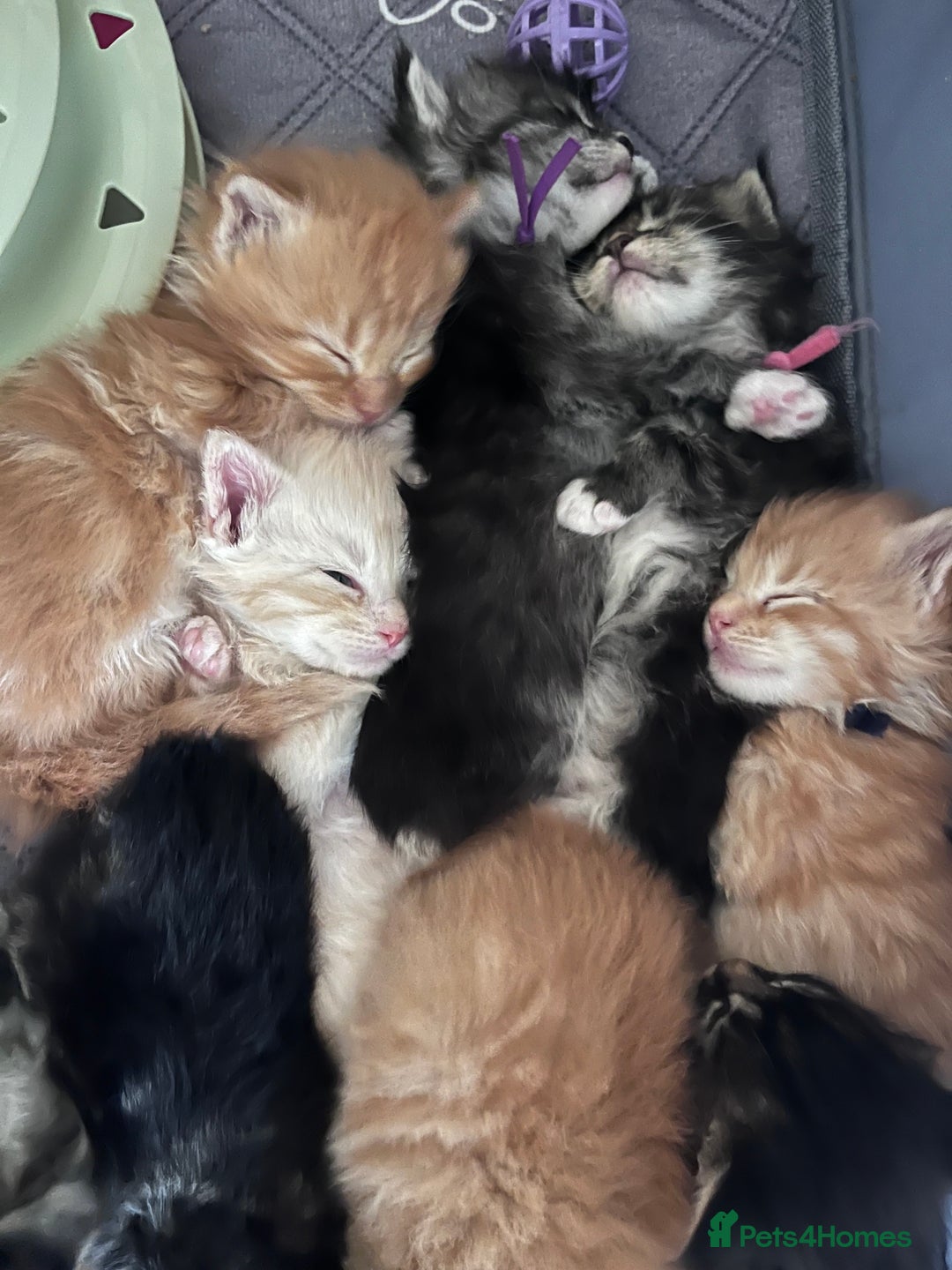 Maine Coon cats for sale: Maine coon kitten  - Image 3