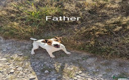 Jack Russell dogs for sale: Jack Russell's Now FULLY vaccinated  - Image 10