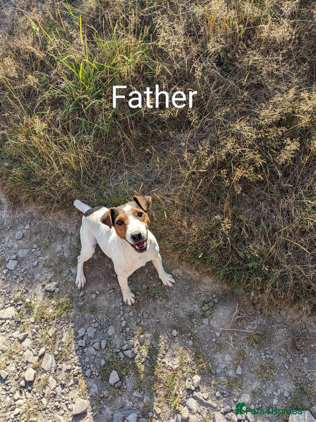 Jack Russell dogs for sale: Jack Russell's Now FULLY vaccinated  - Image 10