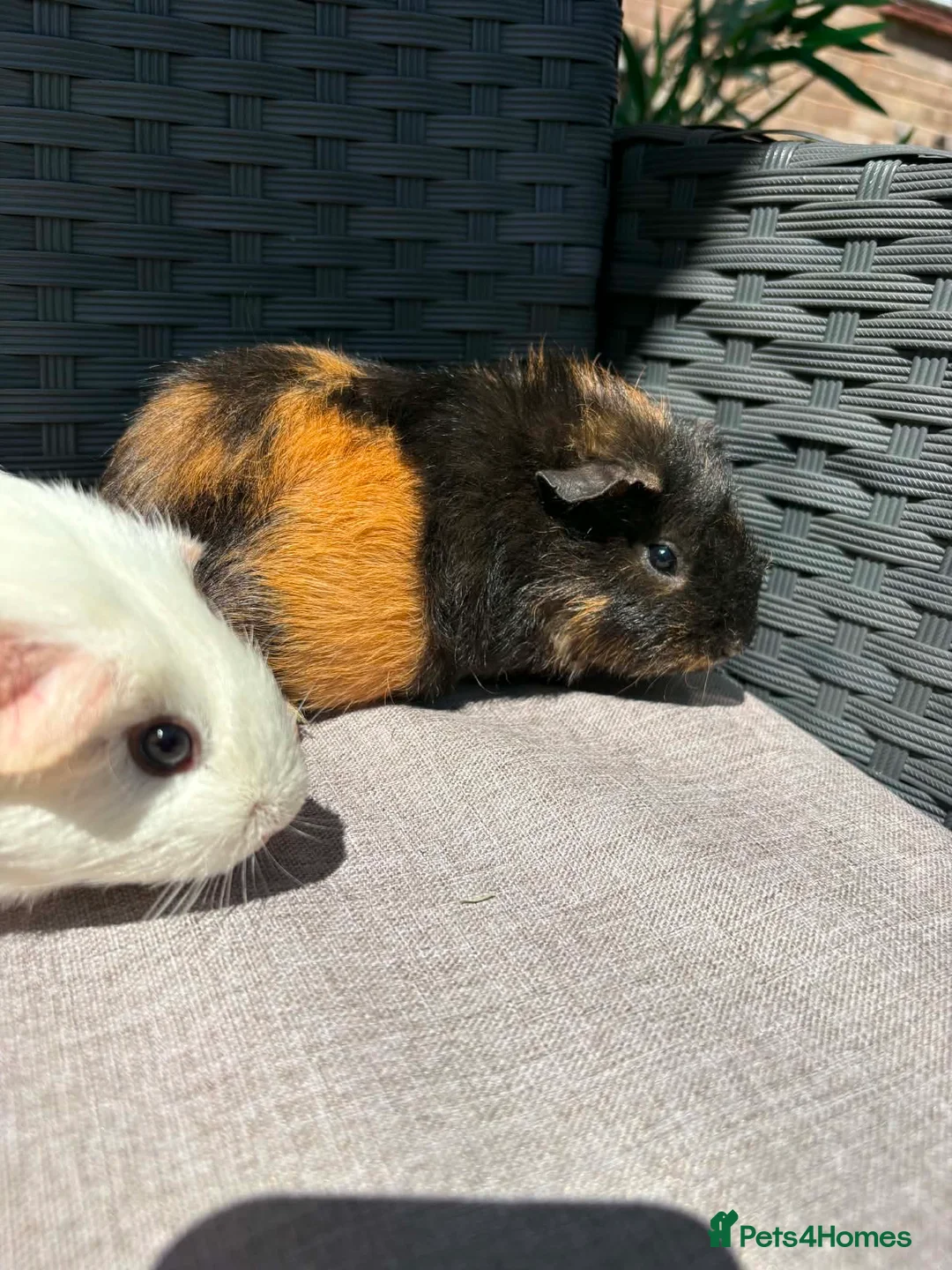 Guinea Pig rodents for sale: Pair of baby sows - Advert 5