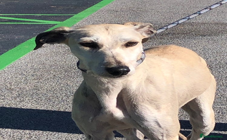 Lurcher dogs for adoption - Advert 4