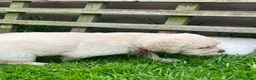 Golden Retriever dogs for sale: KC Registered Vet Health Checked Puppies - Advert 32