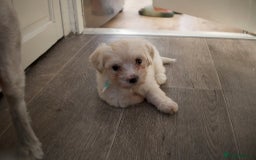 Maltese dogs for sale: Adorable maltese 3boys and 3 girls - Image 17