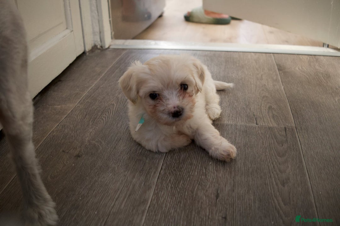 Maltese dogs for sale: Adorable maltese 3boys and 3 girls - Image 17
