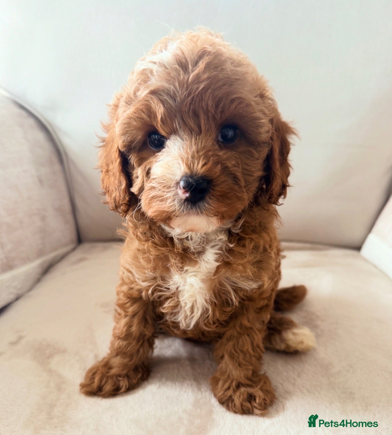 Cavapoo dogs Cavapoo babies 5 star licensed breeder  - Advert 1