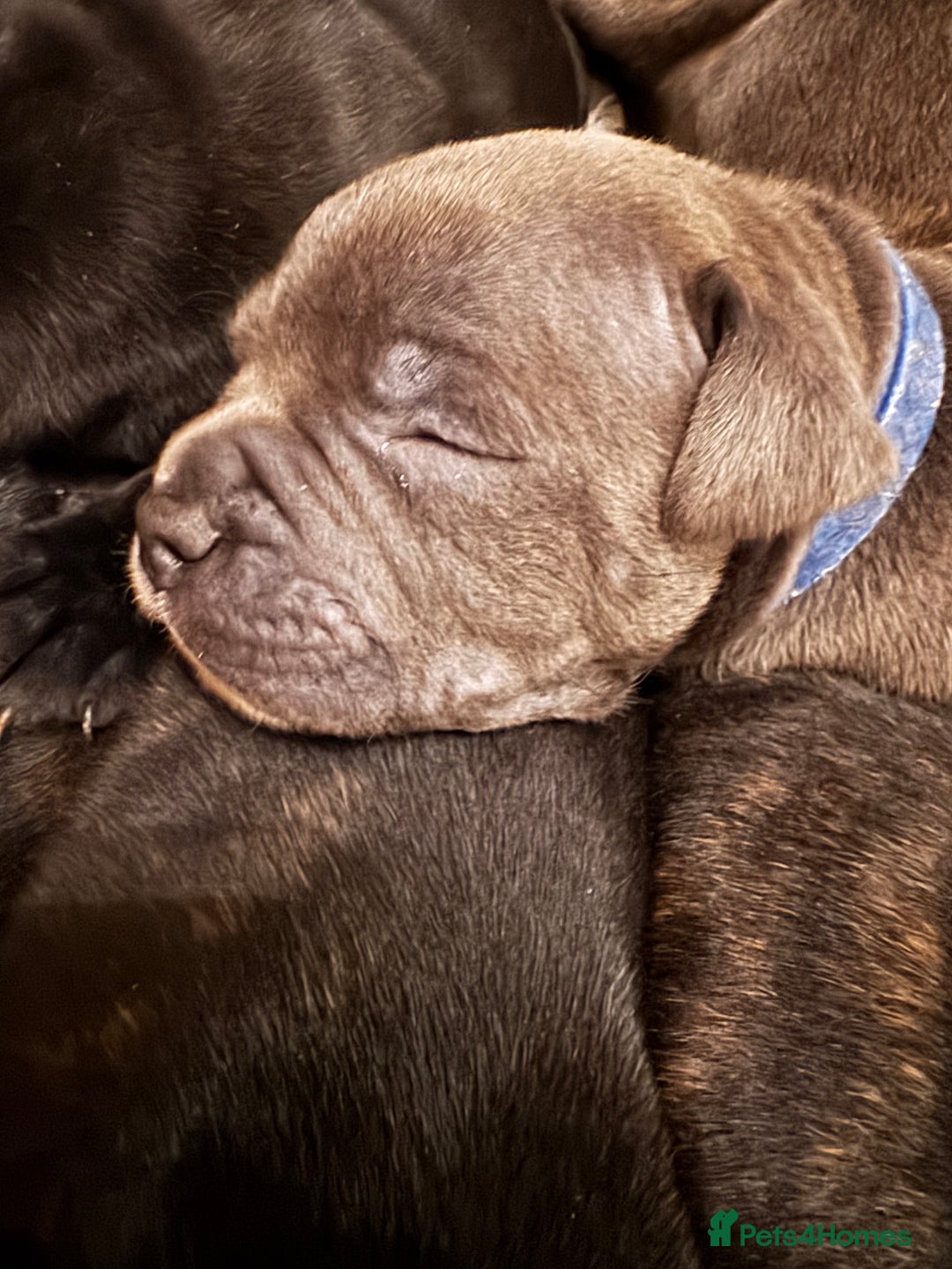 Staffordshire Bull Terrier dogs for sale: 6 Staffordshire pups - Advert 10