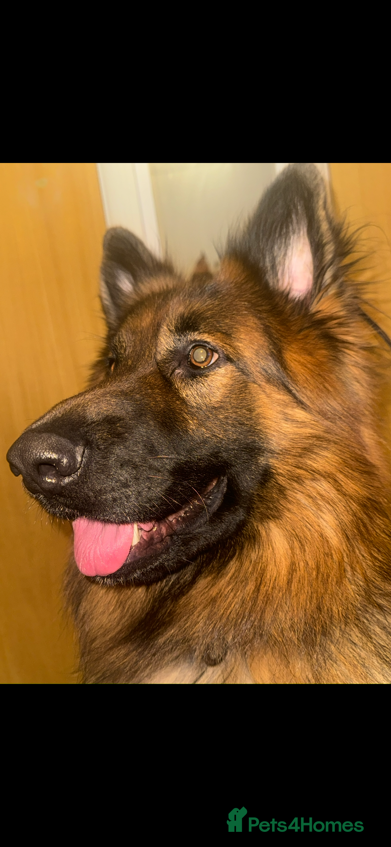 German Shepherd dogs Stud Available – Long-Haired German Shepherd - Advert 14