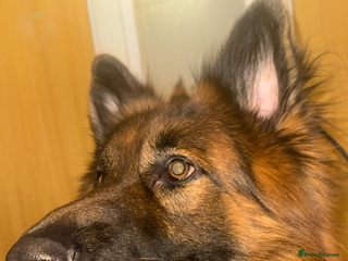 German Shepherd dogs Stud Available – Long-Haired German Shepherd - Advert 14