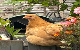 Chickens poultry for sale: 💕Bantam Pekins for sale 2025 birds 💕 - Image 11