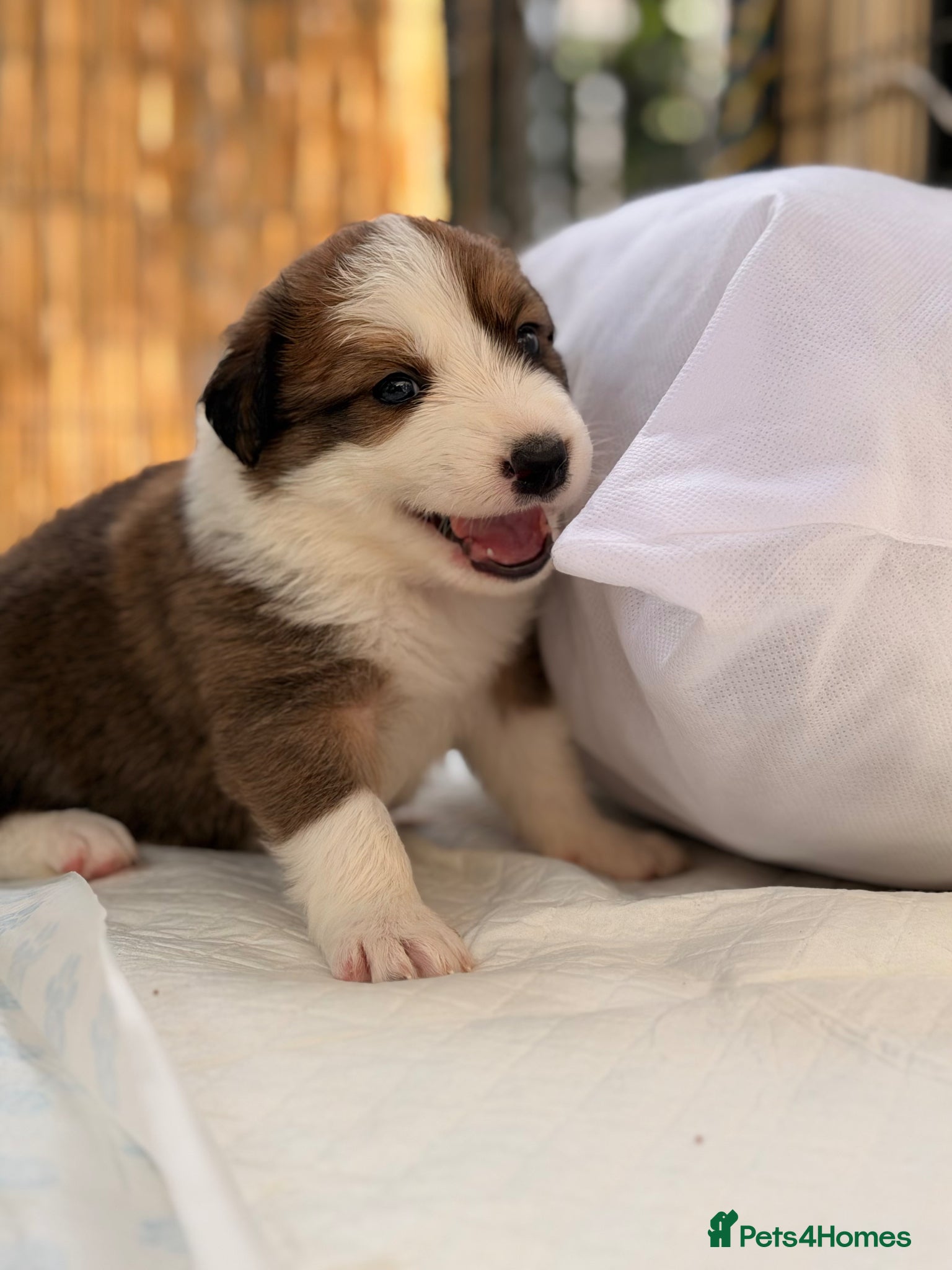 Border Collie dogs Stunning Show line puppies,various colours  - Advert 2