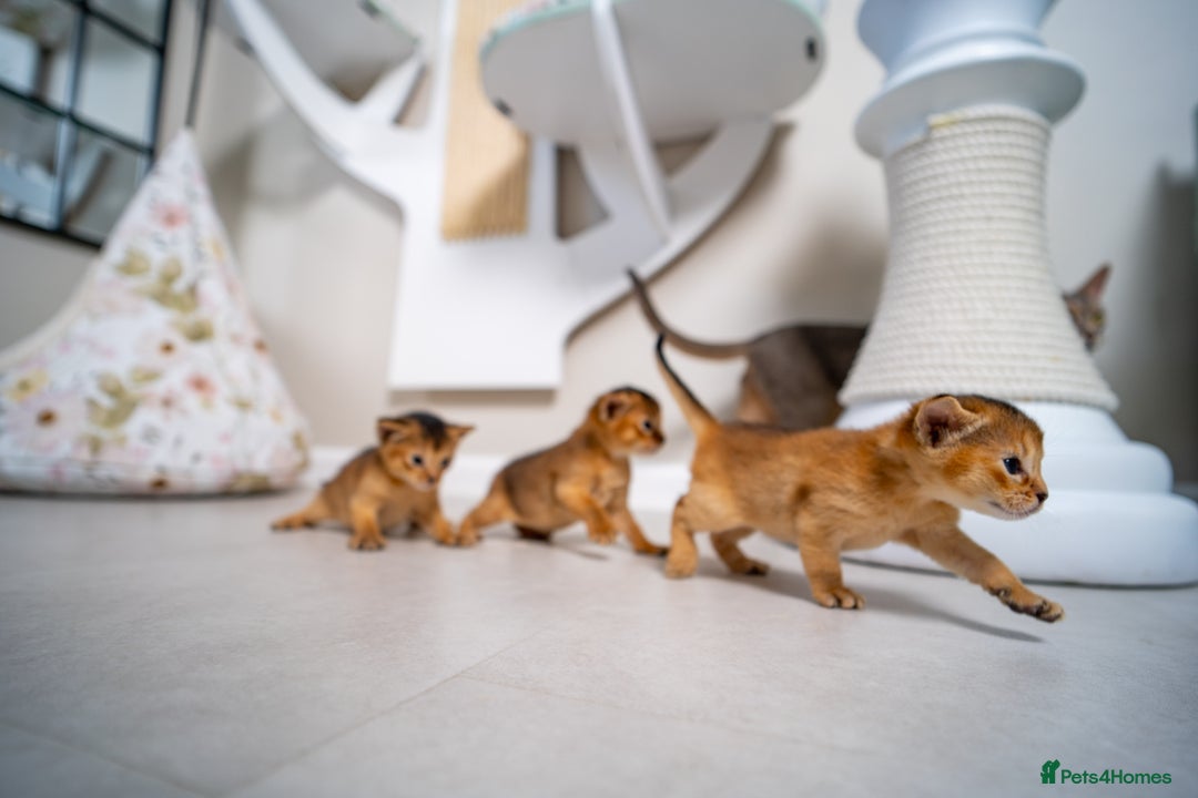 Abyssinian cats for sale: Champion Line Abyssinians- Rare Beauty- TICA reg. - Image 23