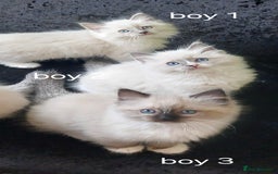 Ragdoll cats for sale: The most beautiful and adorable Ragdoll kittens  - Image 19