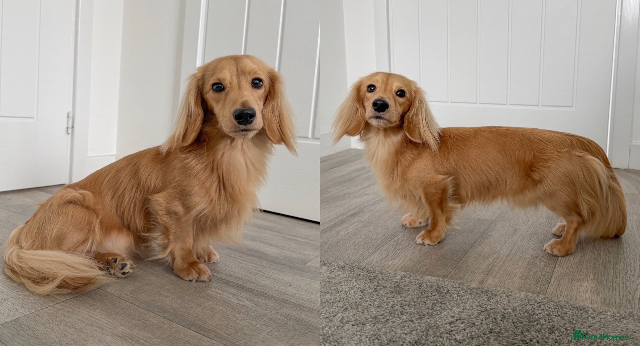 Miniature Dachshund dogs KC Mini Long Hair Dachshund-Shaded Cream - Advert 2