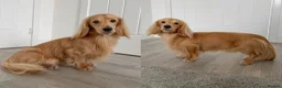 Miniature Dachshund dogs for stud: KC Mini Long Hair Dachshund-Shaded Cream - Advert 1