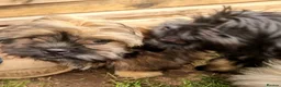 Shih Tzu dogs for sale: Pupies for sold. - Advert 12
