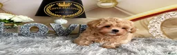 Maltipoo dogs for sale: Last Adorable maltipoo puppy ready now Asian dad - Advert 1