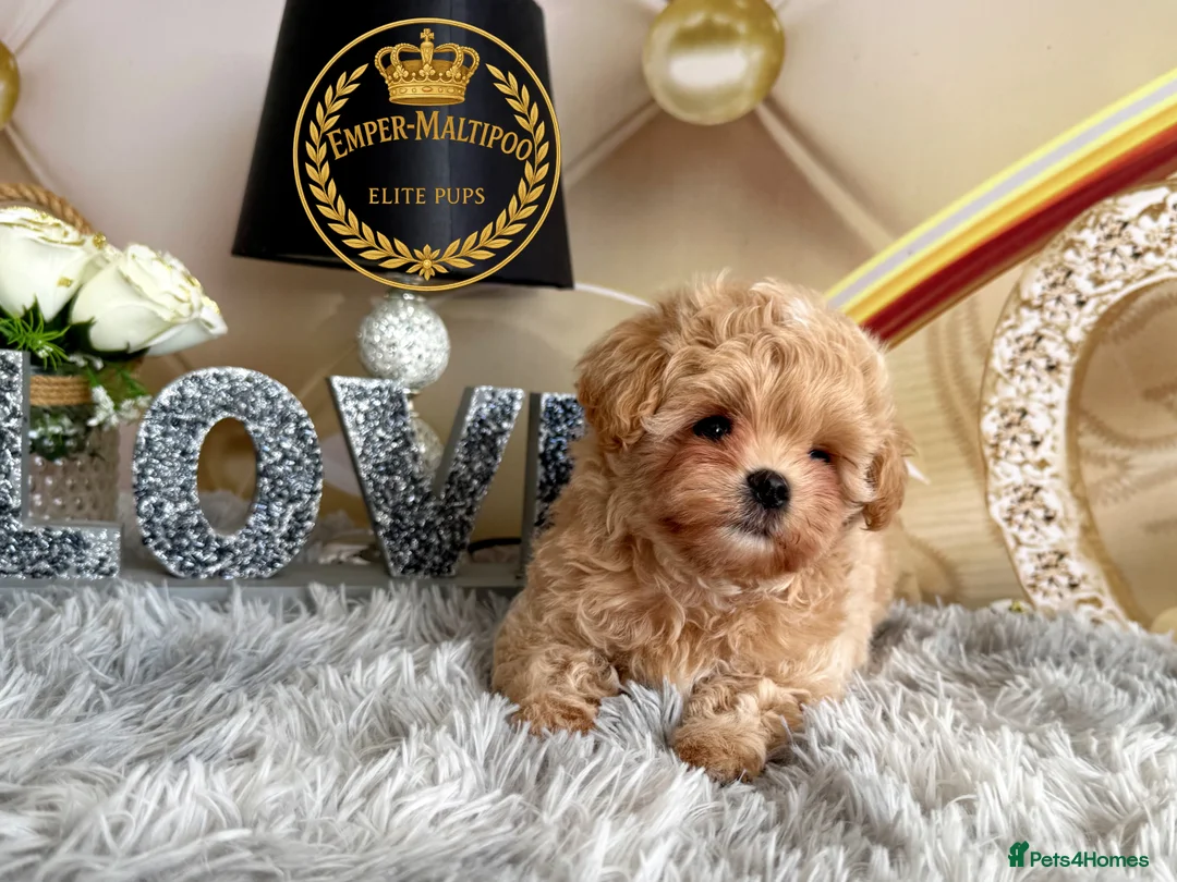 Maltipoo dogs for sale: Last Adorable maltipoo puppy ready now Asian dad - Advert 1