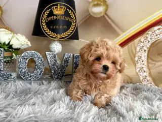 Maltipoo dogs Last Adorable maltipoo puppy ready now Asian dad - Advert 1