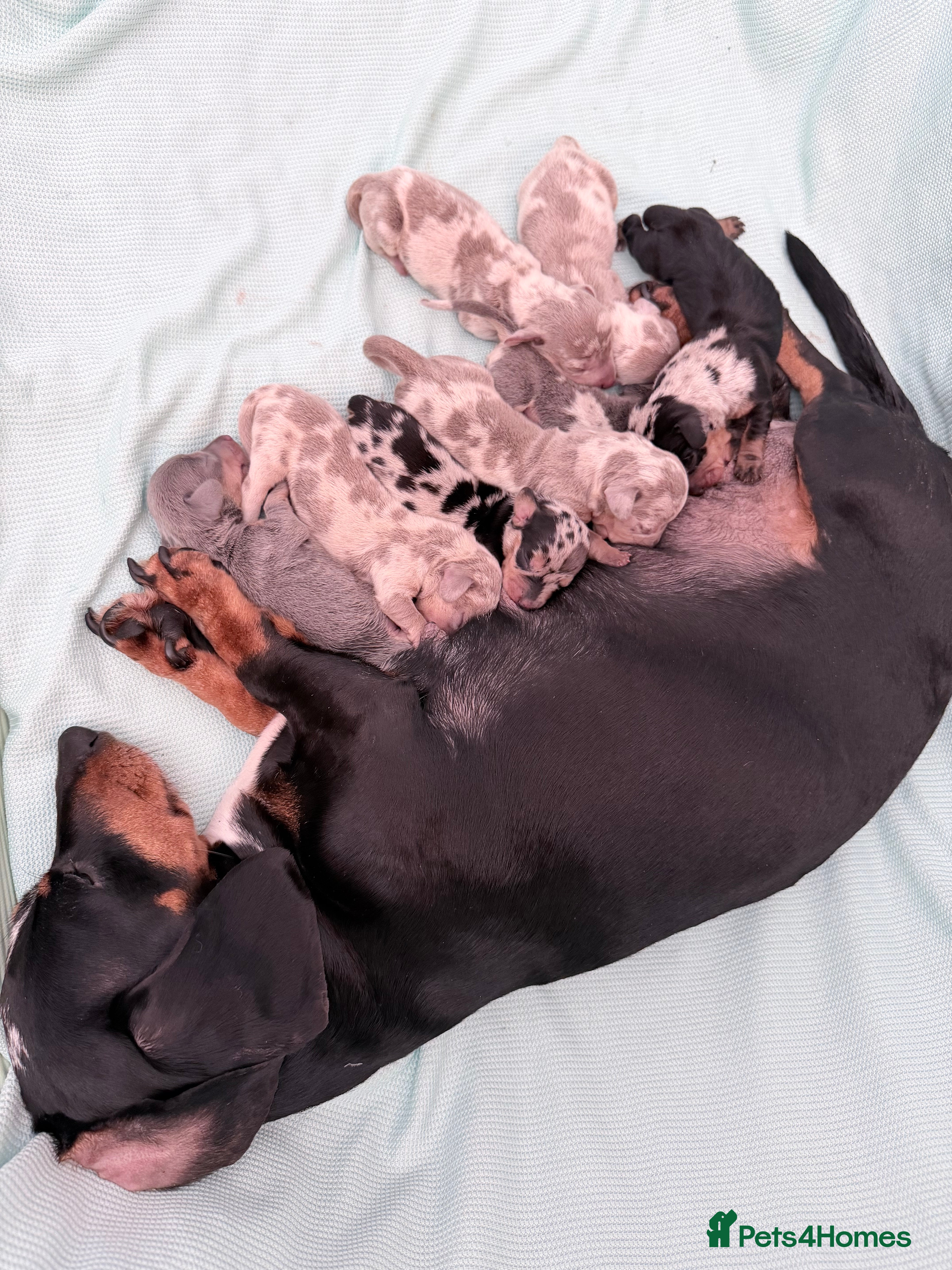 Miniature Dachshund dogs Stunning kc reg miniature dachshund puppies - Advert 2