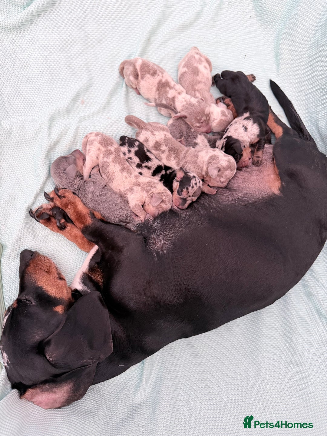 Miniature Dachshund dogs for sale: Stunning kc reg miniature dachshund puppies - Advert 1