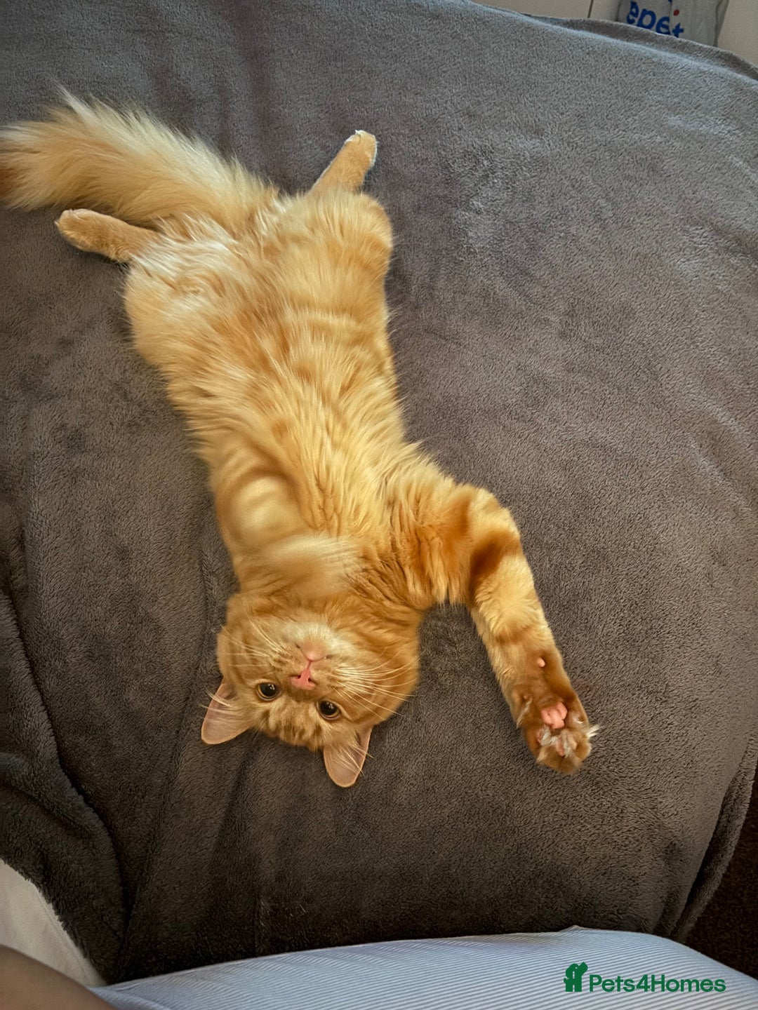 Mixed Breed cats for sale: Ginger Male Ragdoll - Image 9