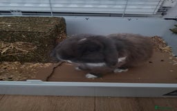 Mini Lop rabbits for sale: Male Mini Lop Rabbit with Hutch and accessories - Image 7
