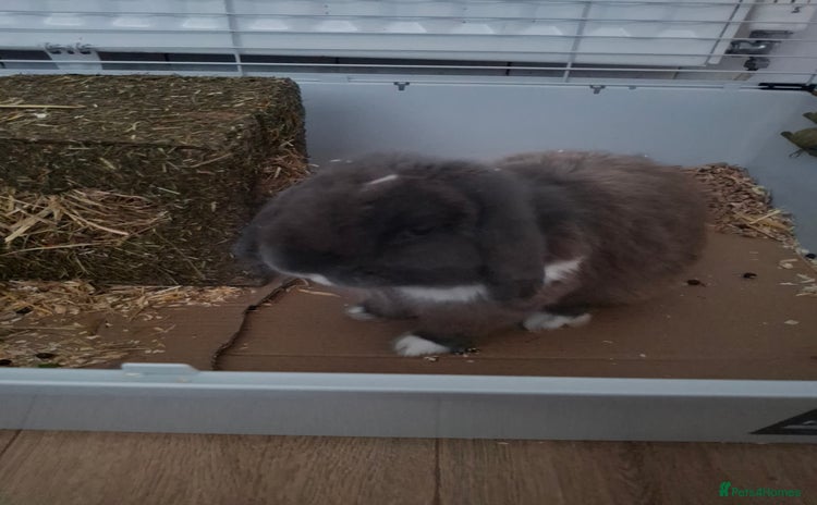 Mini Lop rabbits - Advert 14