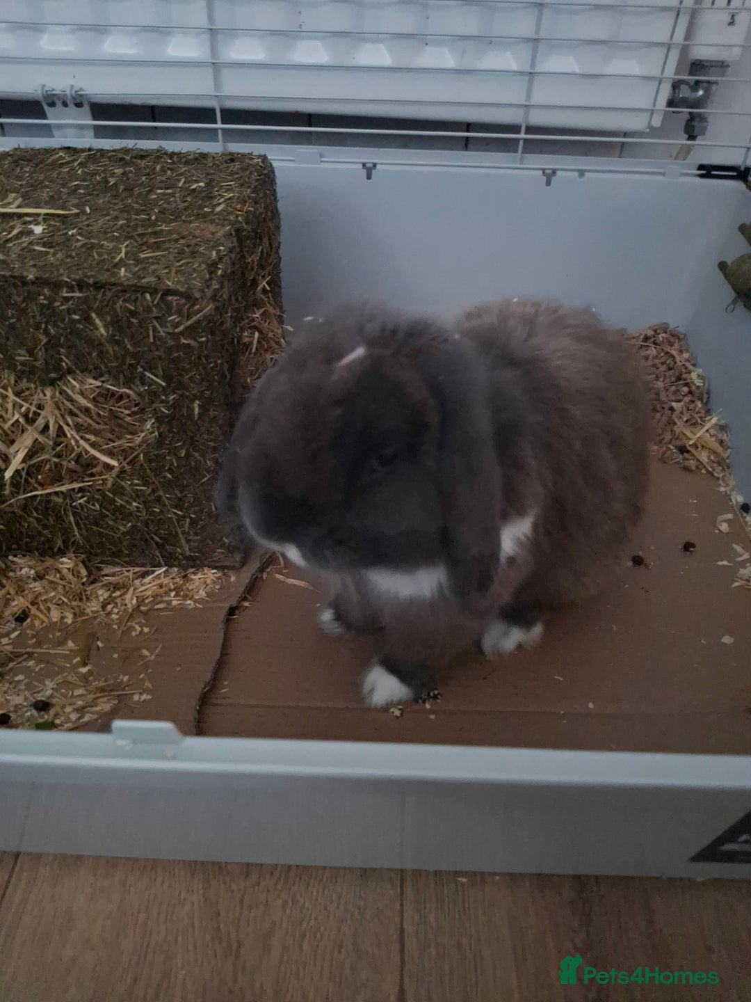Mini Lop rabbits for sale: Male Mini Lop Rabbit with Hutch and accessories - Image 7