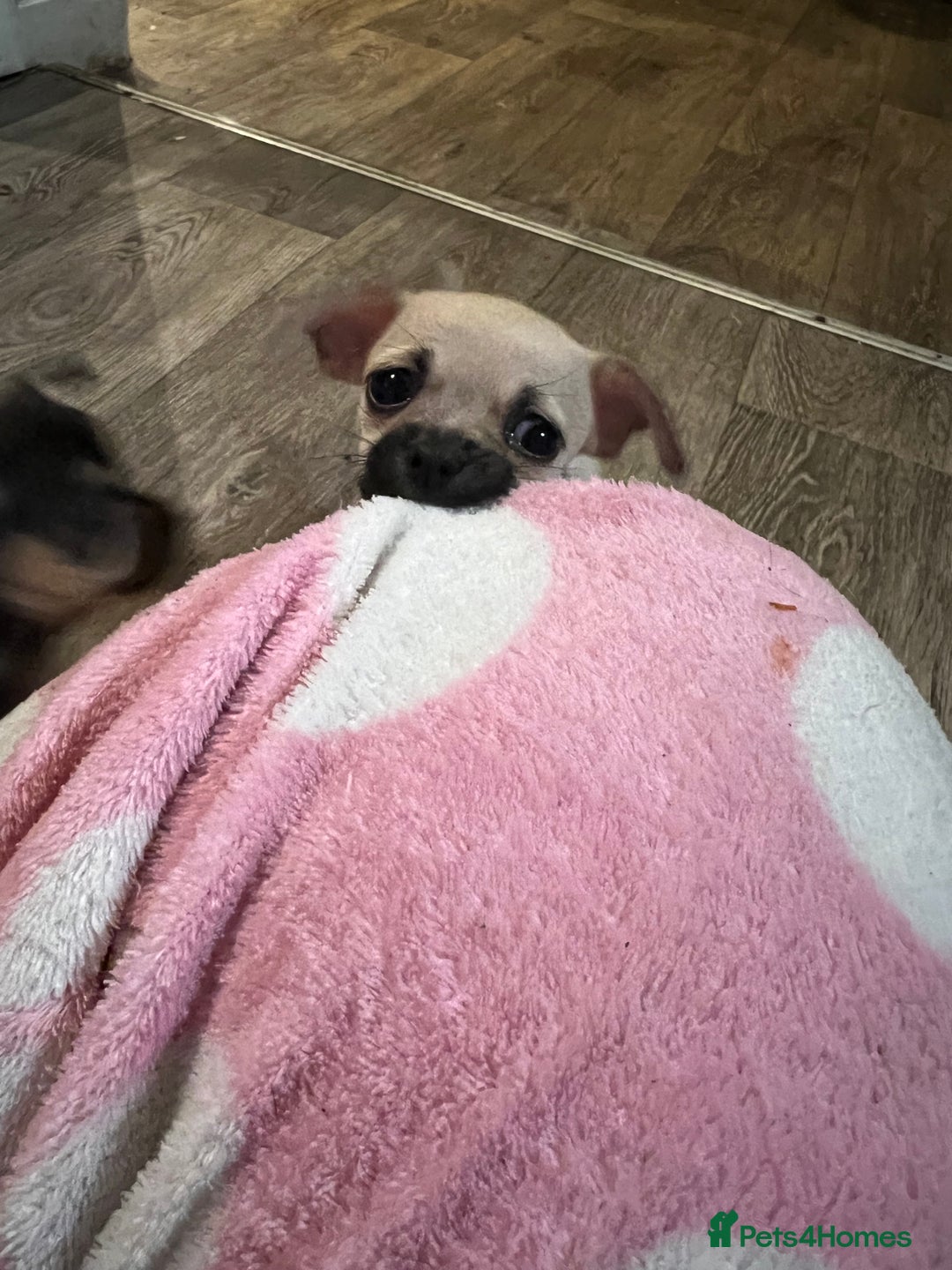 Chihuahua dogs for sale: Beautiful short hair chihuahua  - Advert 31