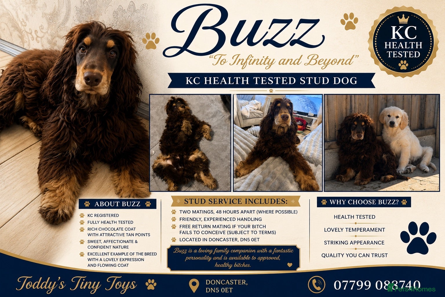 Cocker Spaniel dogs stunning chocolate and tan show cocker  stud - Advert 8