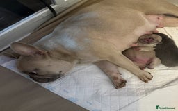 French Bulldog dogs for sale: French bulldog pups 🐶  - Image 4