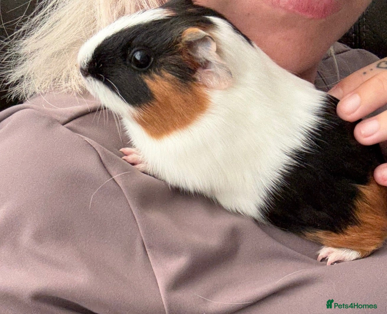 Guinea Pig rodents  Two female guinea pigs  - Advert 3