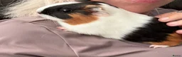 Guinea Pig rodents for sale:  Two female guinea pigs  in Llandudno - Advert 1