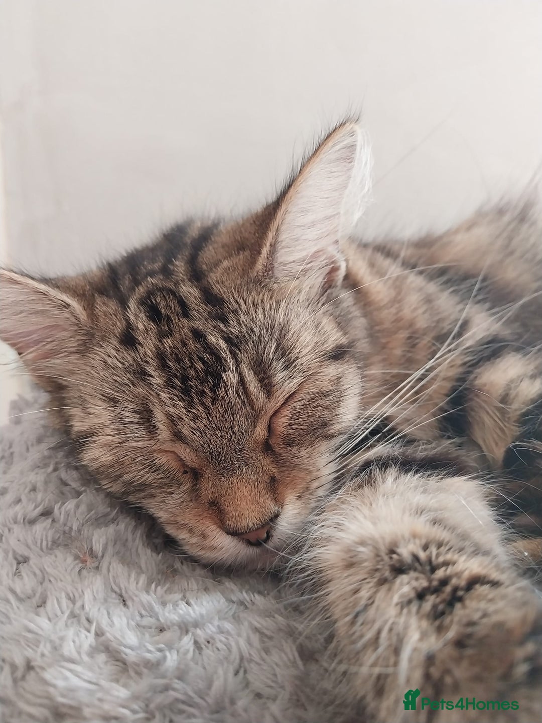 Persian cats for sale: Long haired tabby persain  - Image 2