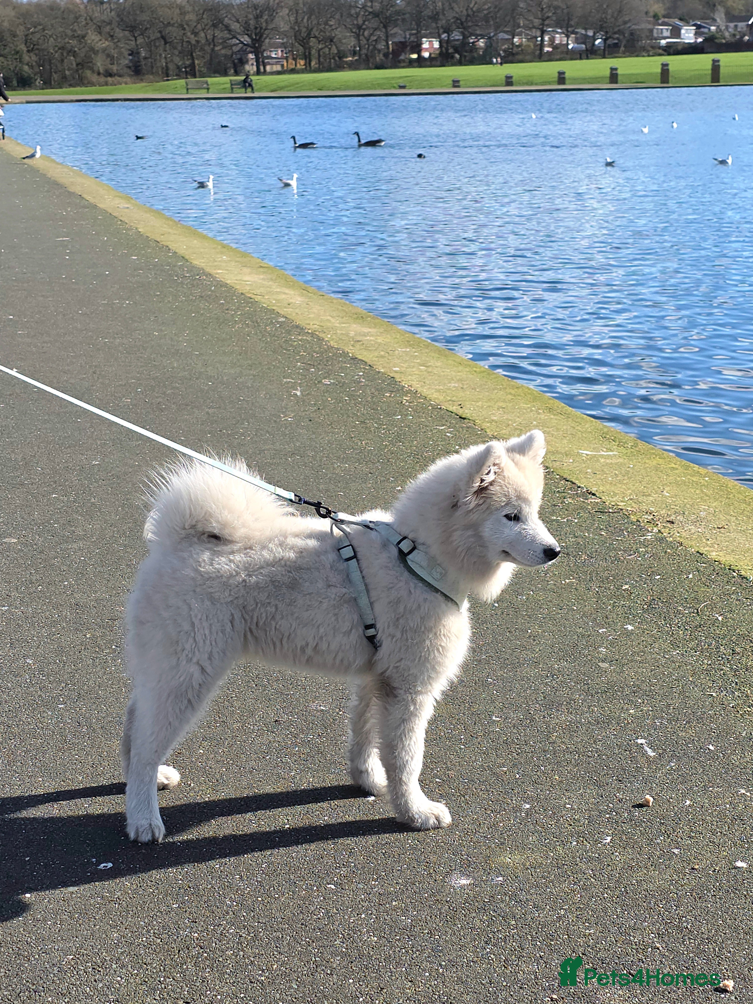 Samoyed dogs Beautiful 6-Month-Old Male Samoyed  - Advert 1
