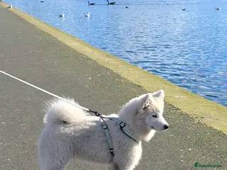 Samoyed dogs Beautiful 6-Month-Old Male Samoyed - Advert 1