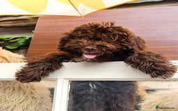Lagotto Romagnolo dogs for sale: ❗️Ready to go❗️Lagotto - The best breed ever in London - Image 6