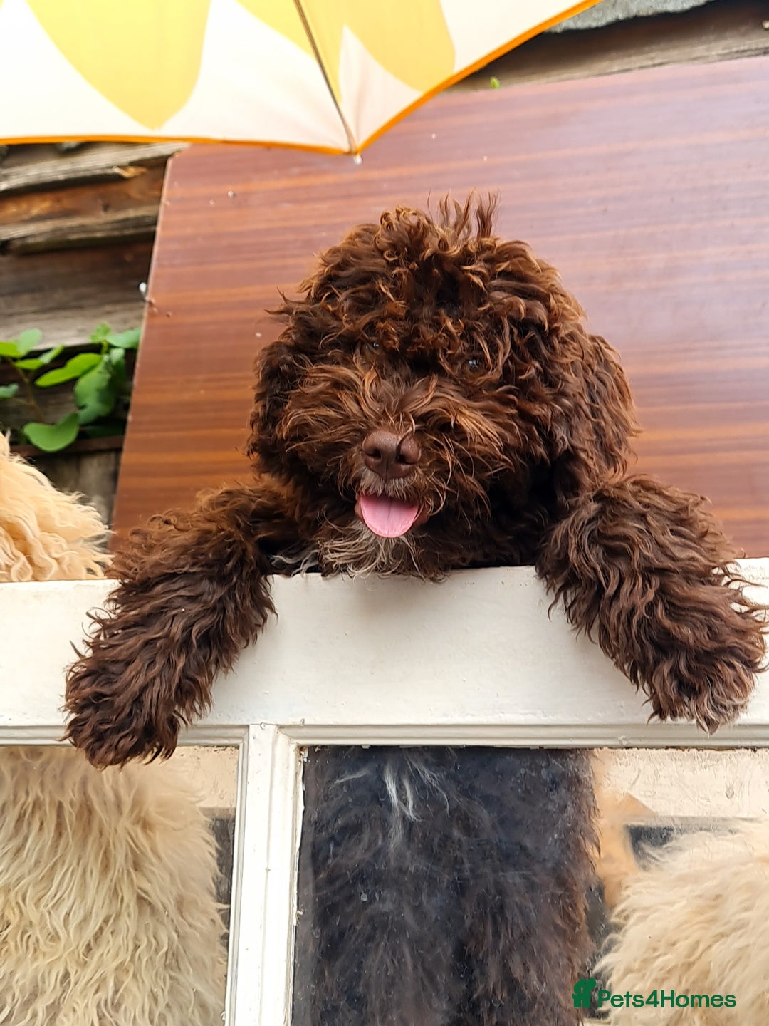 Lagotto Romagnolo dogs for sale: ❗️Ready to go❗️Lagotto - The best breed ever in London - Image 6