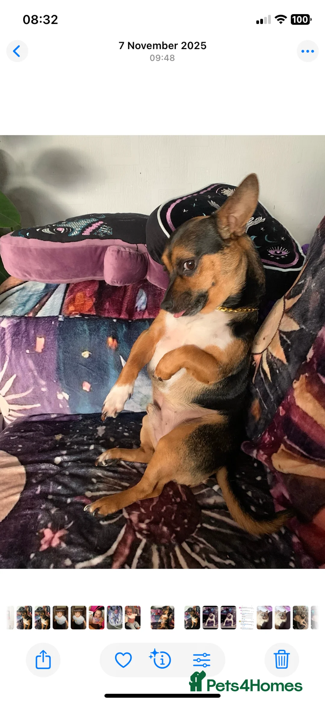 Mixed Breed dogs for sale: 5 year old JRT x Chihuahua for sale  - Advert 3