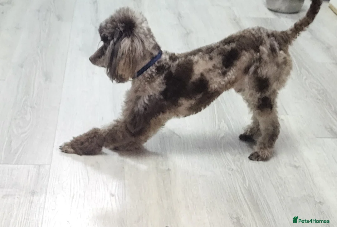 Toy Poodle dogs for stud: PROVEN Chocolate merle toy poodle in Leighton Buzzard - Advert 2