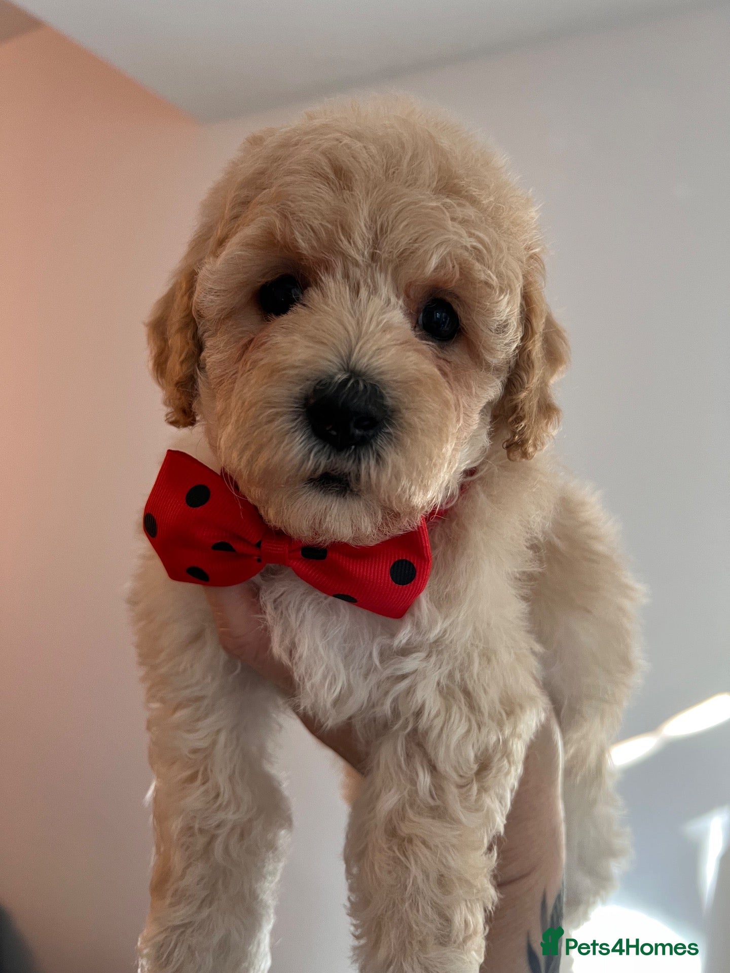 Poochon dogs for sale: 1 left, Ready Now, Home Bred Poochon Puppy❤️ - Advert 1