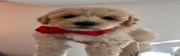 Poochon dogs for sale: Poochons born to Extensively HealthTested parents  - Advert 8