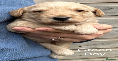 Labradoodle dogs - Advert 6