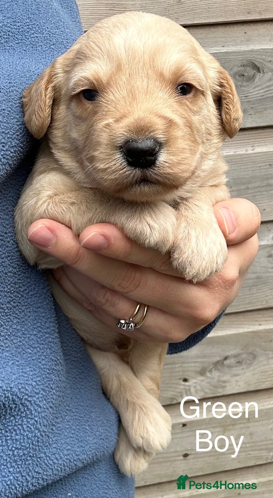 Labradoodle dogs for sale: Miniature Labradoodle Puppies ready 22/11/25 - Image 2