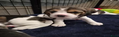 Beagle 5