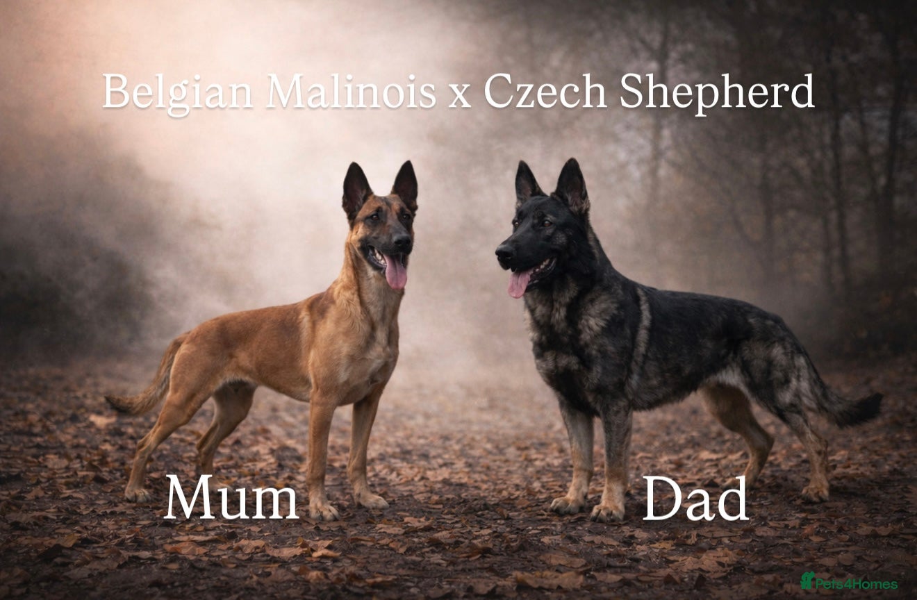 Mixed Breed dogs Gorgeous Belgian Malinois x German shepherd pus in Peterborough - Advert 1